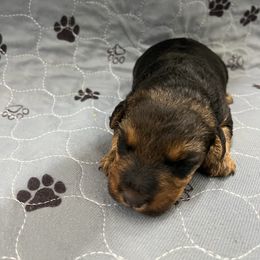 Layla - Black and tan female Welsh Terrier puppy in West Plains, Missouri from Sycamore Ridge Puppies
