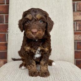 Eryn - Brown female Bernedoodle puppy in Owasso, Oklahoma from Kallams Bernedoodles & Bernese Mountain Dogs