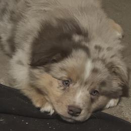 Australian Shepherd, Miniature American Shepherd, Miniature Australian Shepherd, and Toy Australian Shepherd Puppies from HP Aussie Kennels