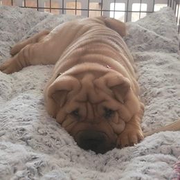 Chinese Shar-Pei Puppies from Sunspire Shar-Pei