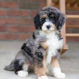 Liberty - Blue merle female Bernedoodle puppy in Dundee, Ohio from Down Home Doodle