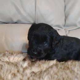 Olive - Black female Labradoodle puppy in Apache Junction, Arizona from Loving Doodle