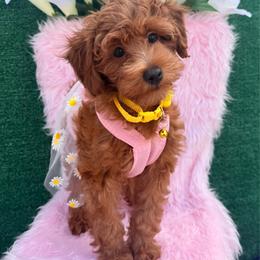 Sunny (Yellow) - Red  female Goldendoodle puppy in Miami, Florida from Katy's Toy Poodles & Doodles