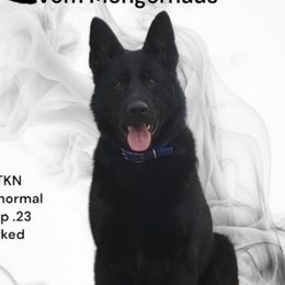 Kaos - German Shepherd