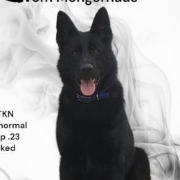 Kaos - German Shepherd