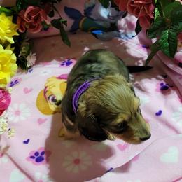 Dachshund Puppies from CLARK'S BREEDING PROGRAM