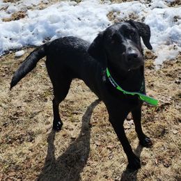 Lindi - Labrador Retriever