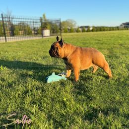 Soulfie - French Bulldog