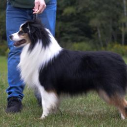 Waylon - Miniature Australian Shepherd