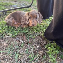 Gina - Dapple female Dachshund puppy in Mountain Home, Arkansas from Furry Friends Kennel