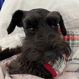 Candy - Giant Schnauzer