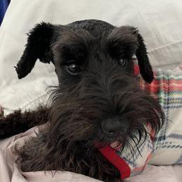 Candy - Giant Schnauzer