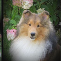 Bourbon - Shetland Sheepdog
