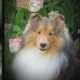 Bourbon - Shetland Sheepdog