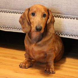 Dasher - Dapple male Dachshund puppy in Red Bud, Illinois from Midwest Miniature Dachshunds