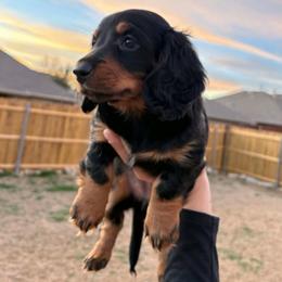 Princess Donut - Black and tan female Dachshund puppy in Burleson, Texas from Sarah’s Dachshies
