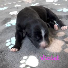 Violet - Black & white female Australian Shepherd puppy in Ellensburg, Washington from Creekside Aussies