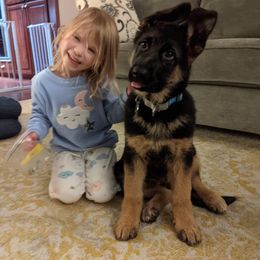 German Shepherd Puppies from Sundance Shepherds