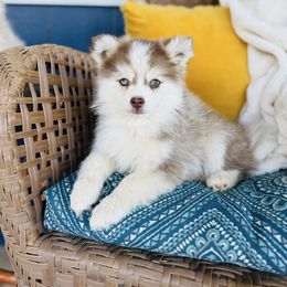 Remzi - Red and white male Pomsky puppy in Yavapai County, Arizona from Pawsh Pomskies