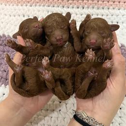 Dakota - Red  male Poodle puppy in Port Arthur, Texas from Perfect Paw Kennel