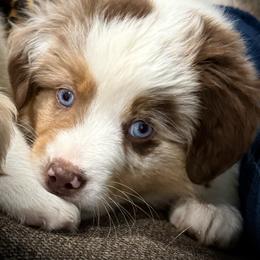 Seven - Red merle female Miniature Australian Shepherd puppy in North Lakeport, California from Wild Rose Ranch