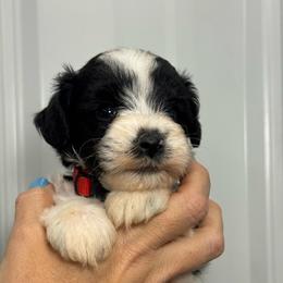 Moana - Red Girl - Parti female Miniature Schnauzer puppy in Oneonta, Alabama from Murphree Valley Kennels