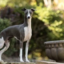 Viv - Italian Greyhound