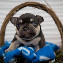 Boy 4 - Tricolors French Bulldog puppy in West Bloomfield, Michigan from Bully Snob