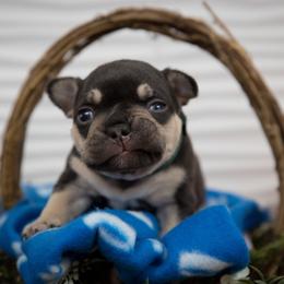 Boy 4 - Tricolors French Bulldog puppy in West Bloomfield, Michigan from Bully Snob
