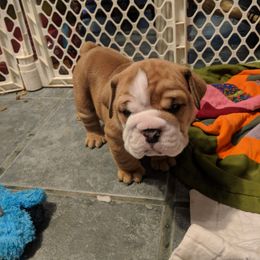 Boxer and Bulldog Puppies from Perry Hill Bullies