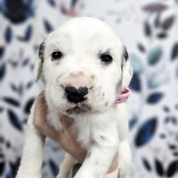 Athena - White and black female Dalmatian puppy in Gray, Georgia from Fuller Spots