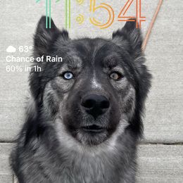 Nymeriah - Siberian Husky