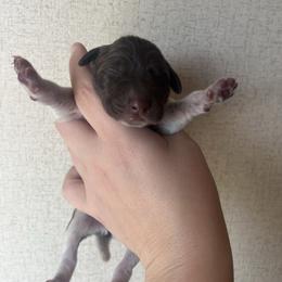 Girl 2 - Liver roan female German Shorthaired Pointer puppy in Section, Alabama from Emily's GSPs