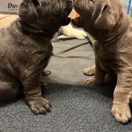 Dilute Retriever Puppies from Irby Acres Labs