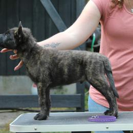 Purple Boy - Gold brindle male Dutch Shepherd puppy in Battle Ground, Washington from van Horushuis Dutch Shepherds