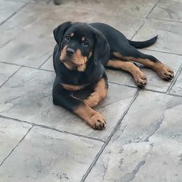 Rottweiler Puppies from Vom Gryphonberg