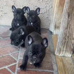 French Bulldog puppies from Jose Navarro
