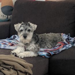 Miniature Schnauzer Puppies from Texas Dreams Mini Schnauzers