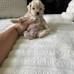 America ( red collar) reserved - Apricot female Maltipoo puppy in Fredericktown, Missouri from Doodle Pups Fur-Ever
