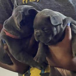 French Bulldogs from Luxury French Bulldogs
