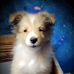 Cupcake - Sable and white female Shetland Sheepdog puppy in Moore Haven, Florida from Sheri Harris's Shetland Sheepdogs