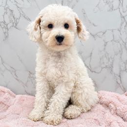 Pearl - Parti female Goldendoodle puppy in Kansas City, Kansas from Bella & Ivy’s Mini Goldendoodles of KC