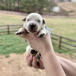 Mr. Light Blue - Light golden male Golden Retriever puppy in Jasper, Tennessee from Suncoast Goldens