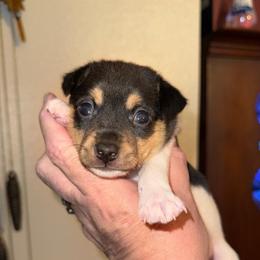 Misty Pup B - White black and tan male Toy Fox Terrier puppy in Clermont, Florida from Debbie Hiles's Toy Fox Terriers