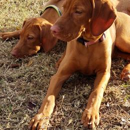 Vizslas from Echo Vizslas