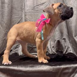 STORM - Fawn sable female American Bully puppy in Texas from TEXAS BULLY FAMILY