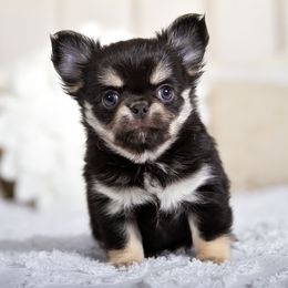 Mikey - Black and tan male Chihuahua puppy in Orlando, Florida from Destiny Chihuahuas