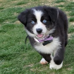 Miniature Australian Shepherd Puppies from BlueZion Aussies