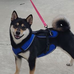 Piper - Shiba Inu