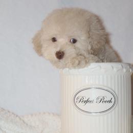 Poodle Puppies from Pawsh Petites